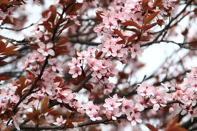 japanese